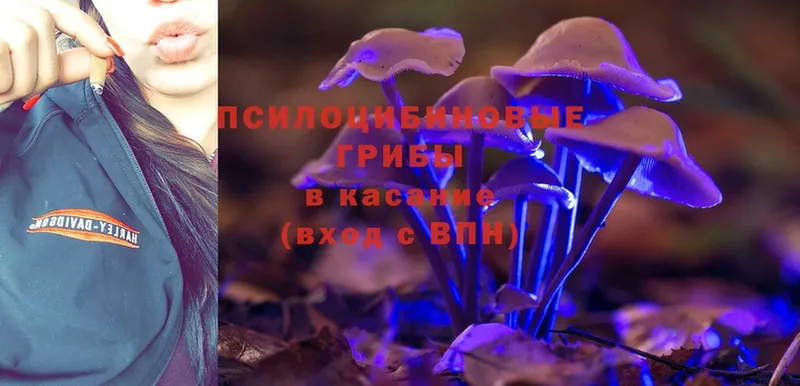 Галлюциногенные грибы Psilocybine cubensis  Реутов 